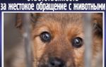 Глава VIII. Ответственность за нарушение законодательства российской федерации об охране и использовании животного мира