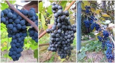 Статья 24.1. Саморегулируемая организация виноградарей и виноделов