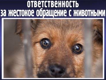 Раздел VI. Ответственность за нарушение ветеринарного законодательства российской федерации