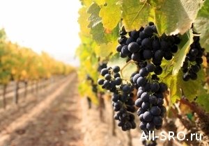 Статья 24.1. Саморегулируемая организация виноградарей и виноделов